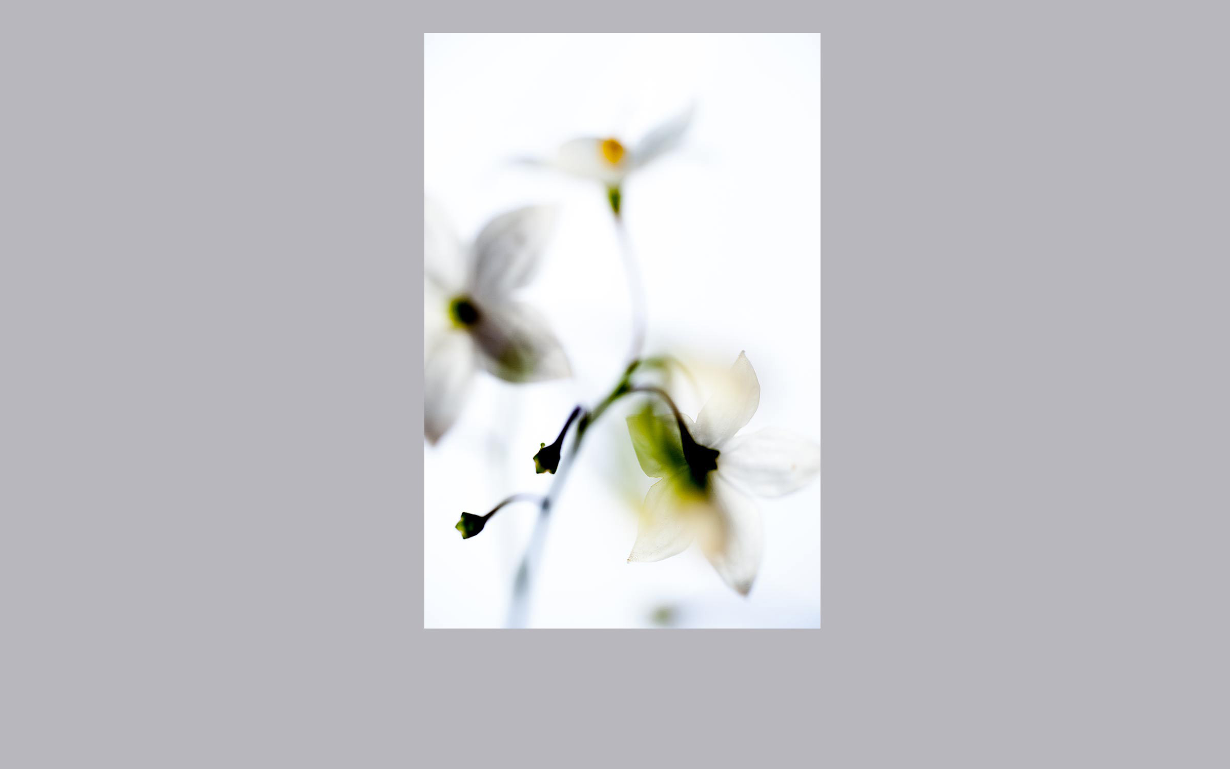 lorem ipsum dolor sit