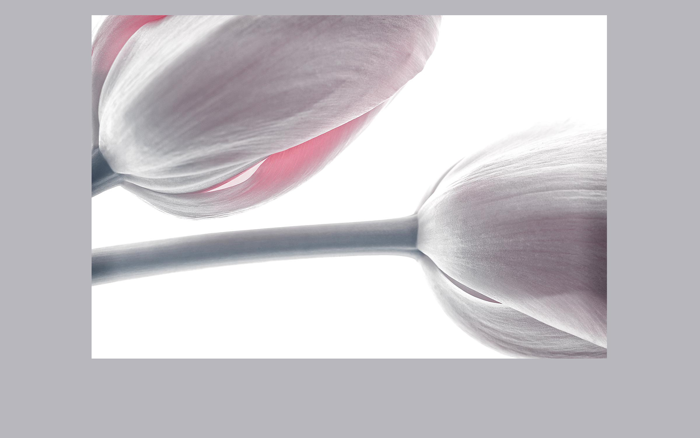 lorem ipsum dolor sit