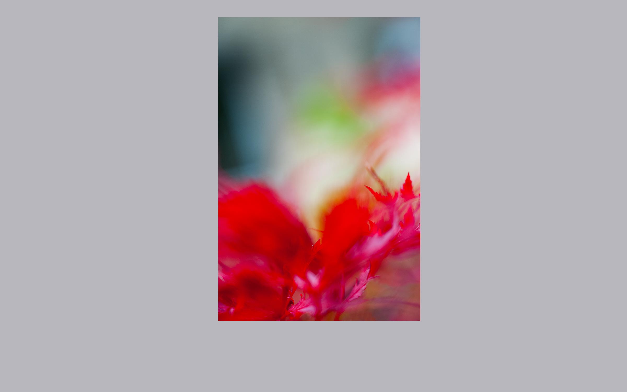 lorem ipsum dolor sit