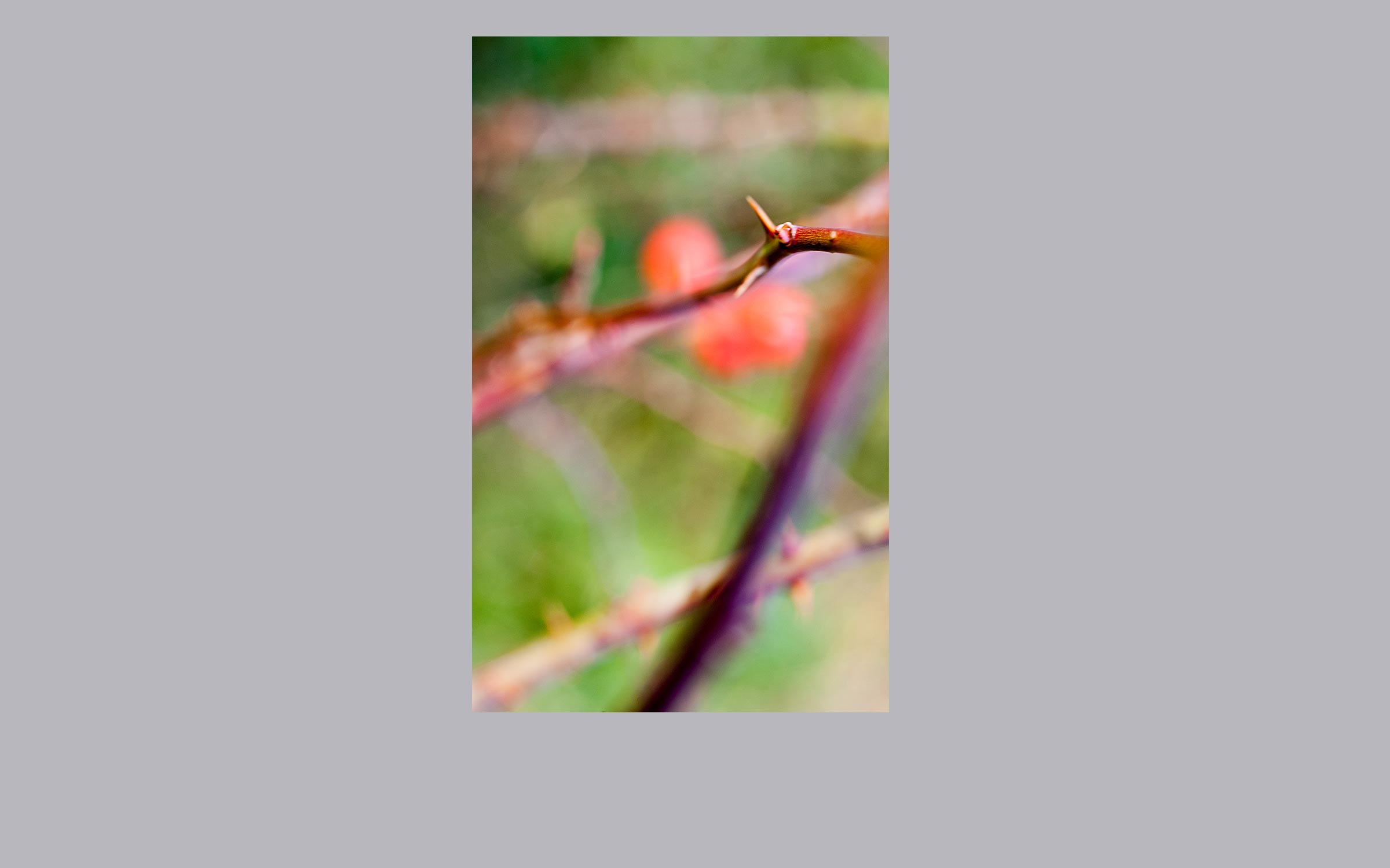 lorem ipsum dolor sit